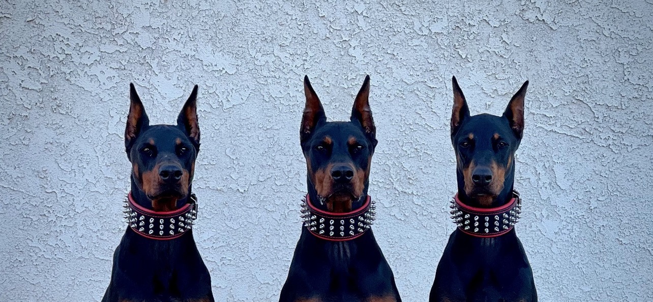 Dobermans for film and music videos