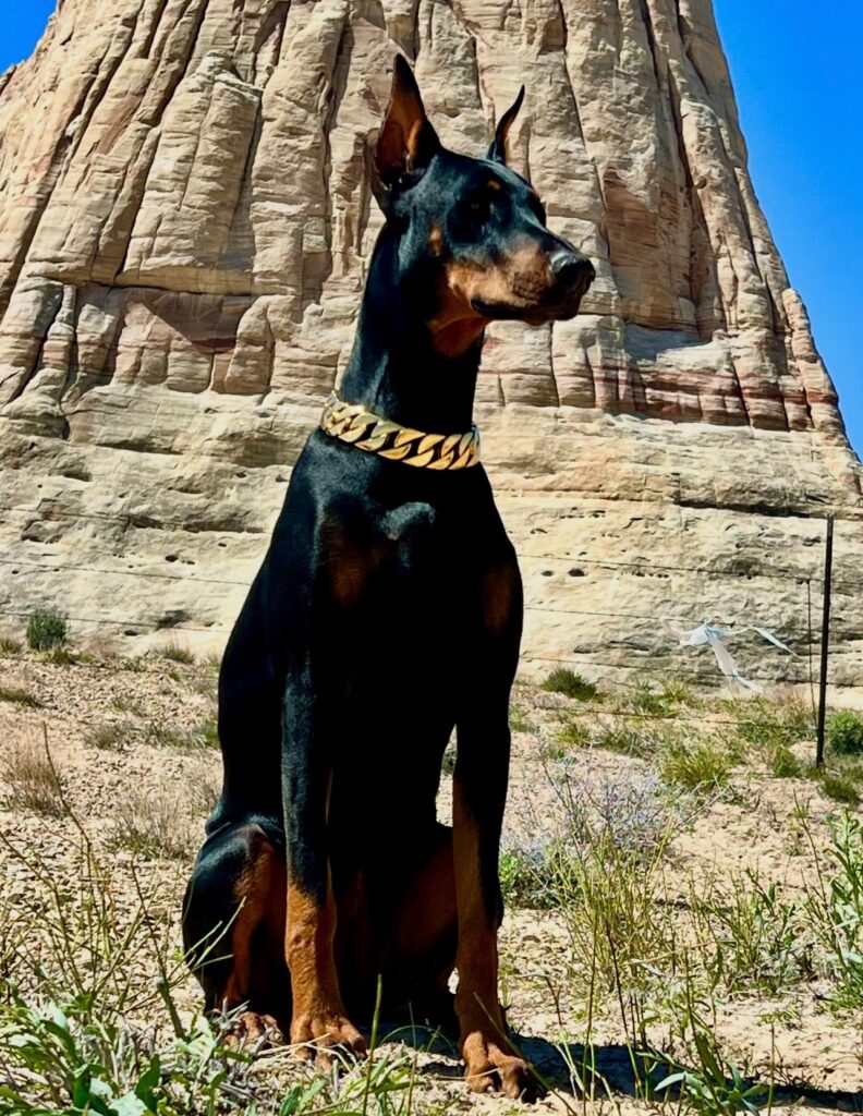 Camera trained Dobermans for commercial and production work