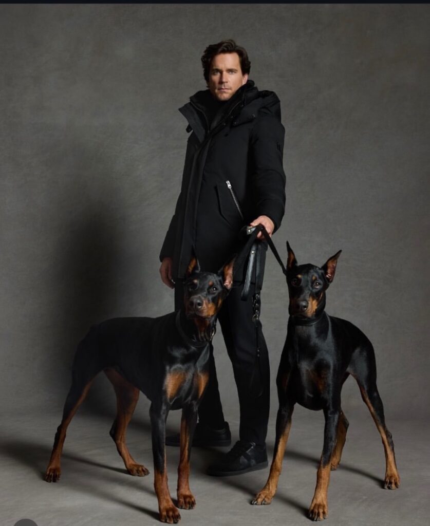 Professionally trained Dobermans for hire for film production